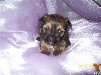 Puppies in TN